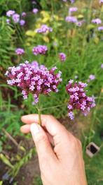 Ijzerhard Verbena bonariensis p9, Vaste plant, Halfschaduw, Zomer, Ophalen