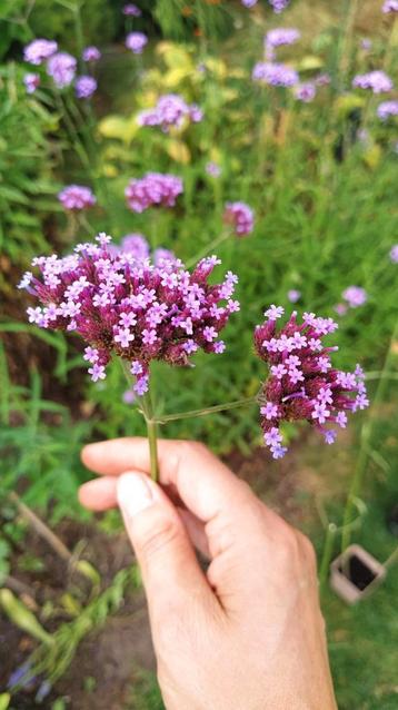 Ijzerhard Verbena bonariensis p9 beschikbaar voor biedingen
