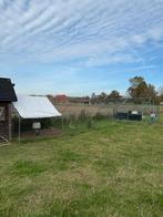 Hanen & kippen + kippenren, Dieren en Toebehoren, Pluimvee