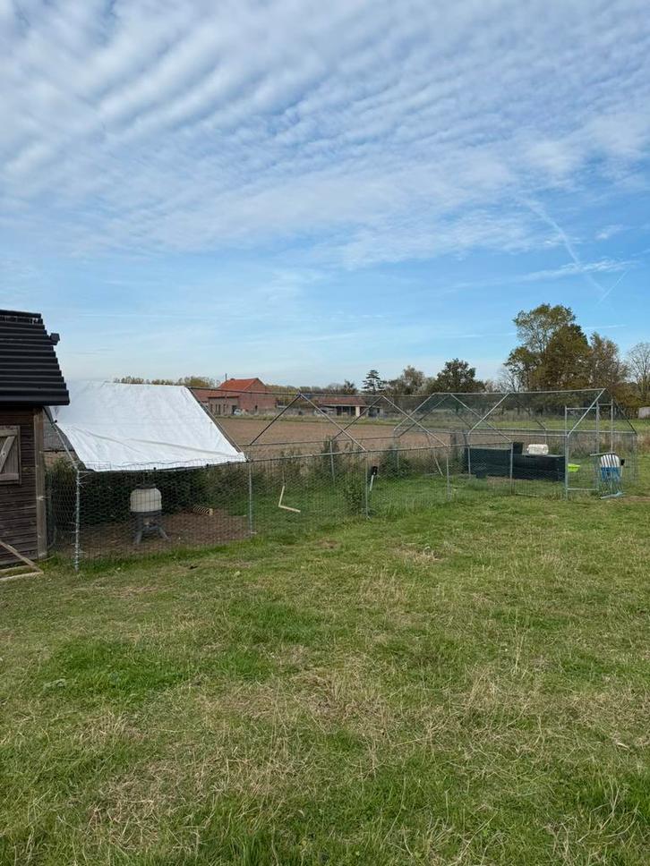 Hanen & kippen + kippenren, Dieren en Toebehoren, Pluimvee