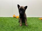Nestje Mechelse Herder pups, België, CDV (hondenziekte), 8 tot 15 weken, Meerdere