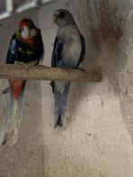 Rosella Parkieten, Dieren en Toebehoren, Meerdere dieren, Parkiet, Geringd