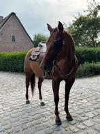Quarter horse merrie, Animaux & Accessoires, Chevaux, Débourré, Moins de 160 cm, Cheval western, Vermifugé