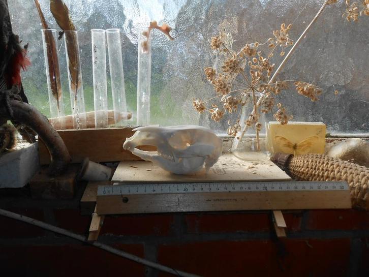 kangoeroeschedel, Collections, Collections Animaux, Comme neuf, Crâne, Animal de ferme, Enlèvement ou Envoi