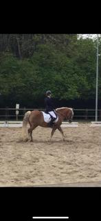 Lesgever aan huis, Dieren en Toebehoren, Paarden