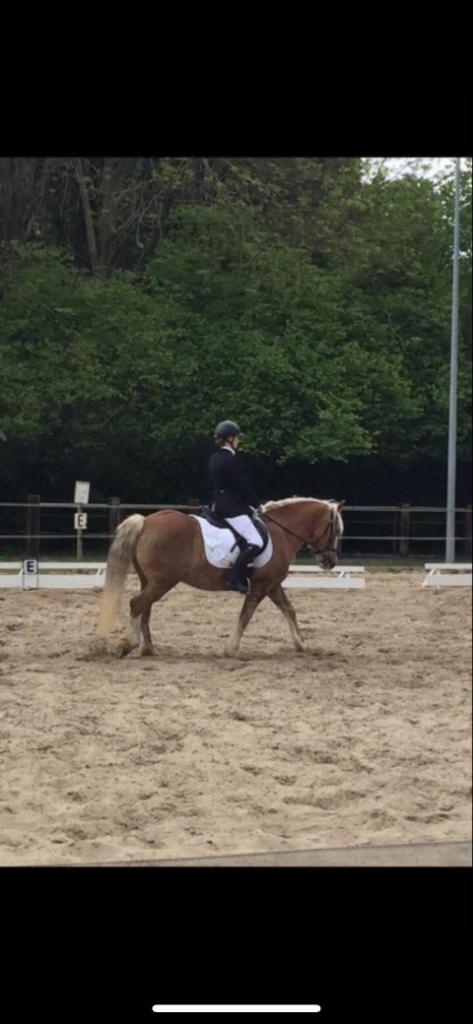 Lesgever aan huis, Dieren en Toebehoren, Paarden
