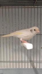Canari raza espagnol blanc mâle 25€, Enlèvement