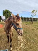 PRE Veulen, Dieren en Toebehoren, Paarden, Minder dan 160 cm, Niet van toepassing, Dressuurpaard, 0 tot 2 jaar