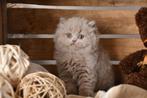 brits langhaar kitten, Dieren en Toebehoren, Katten en Kittens | Raskatten | Langhaar, Kater, Gechipt, 0 tot 2 jaar