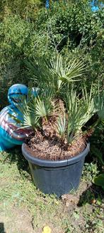 Chamaerops humillis var. cerifera palmboom, Ophalen, Winter