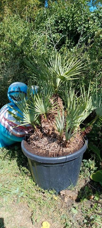 Chamaerops humillis var. cerifera palmboom beschikbaar voor biedingen