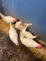 5 witte leghorn hanen, Dieren en Toebehoren, Pluimvee, Mannelijk, Kip