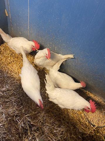 5 witte leghorn hanen  beschikbaar voor biedingen