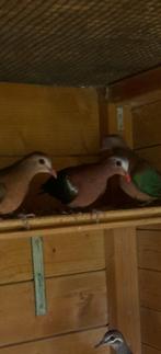jonge groenvleugelduiven, Dieren en Toebehoren, Vogels | Duiven, Geslacht onbekend, Overige soorten