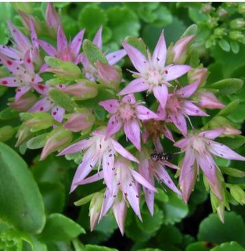 96 Sedum spurium - Kaukasische, roze vetkruid P9 beschikbaar voor biedingen