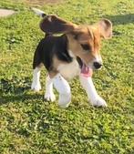 Beagle pups(Reutje), CDV (hondenziekte), 8 tot 15 weken, België, Reu