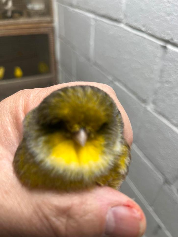 glosters canaris mâles, Animaux & Accessoires, Oiseaux | Canaris, Canari de posture