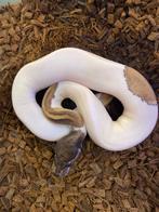 Enchi Mojave Leopard pied 100% het clown ball python, Slang, Tam, 0 tot 2 jaar