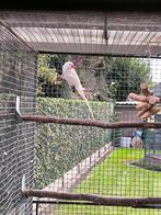 Halsbandparkiet albino gevraagd, Dieren en Toebehoren, Vogels | Kanaries