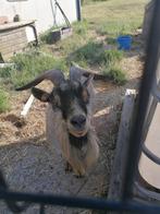 Prachtige bok te koop, Mannelijk, Geit, 0 tot 2 jaar