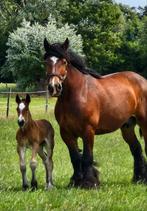 Trekpaarden, Dieren en Toebehoren, Paarden, Merrie