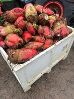 Voederbieten, Ophalen