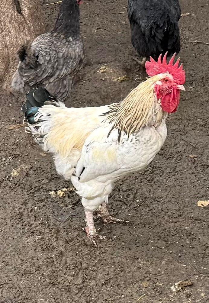 Mooie legkippen en hanen te koop – regio Gent, Dieren en Toebehoren, Pluimvee, Kip