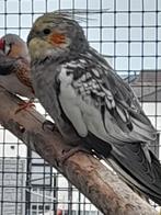 Valkparkiet man., Dieren en Toebehoren, Vogels | Parkieten en Papegaaien, Mannelijk, Parkiet, Tam