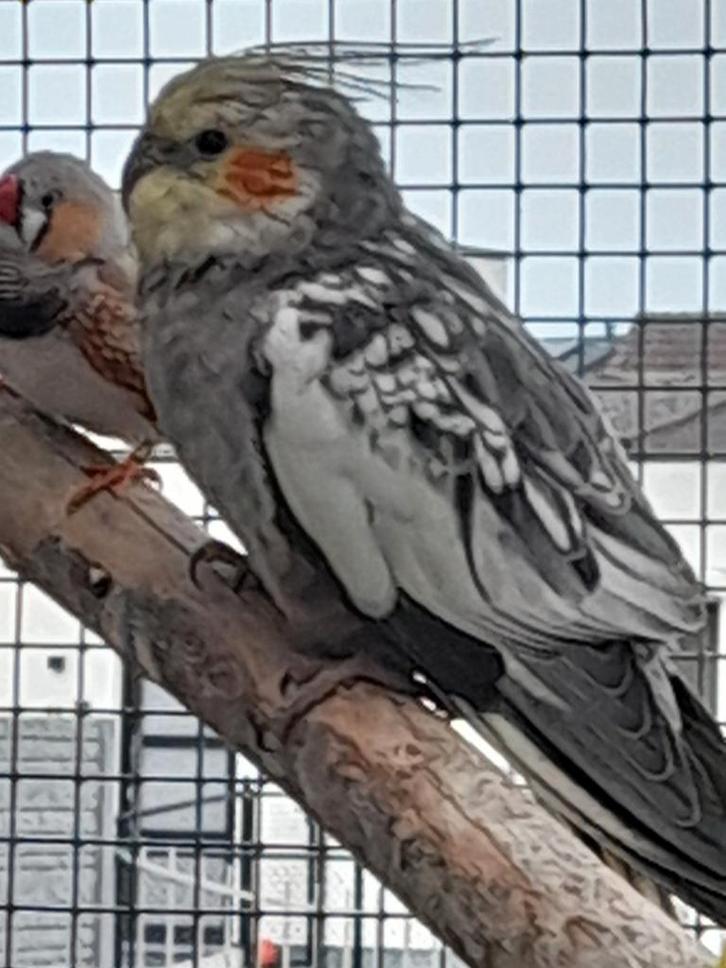 Valkparkiet man., Dieren en Toebehoren, Vogels | Parkieten en Papegaaien, Parkiet, Mannelijk, Tam