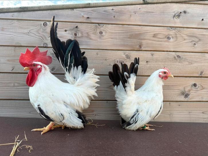 Chabo wit zwart staart, zeer rustige en kleine kippen, Dieren en Toebehoren, Pluimvee