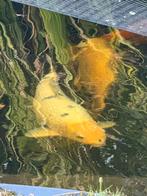 Koi Shiro utsuri 65 cm, Karper of Koi