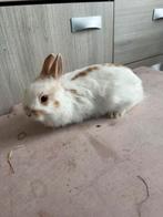 Dwergkonijntje ram, Dieren en Toebehoren, Mannelijk, Dwerg, 0 tot 2 jaar