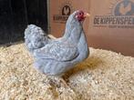 Wyandotte kriel parel grijs wit gepareld gesekst en ingeënt, Dieren en Toebehoren, Pluimvee, Vrouwelijk, Kip