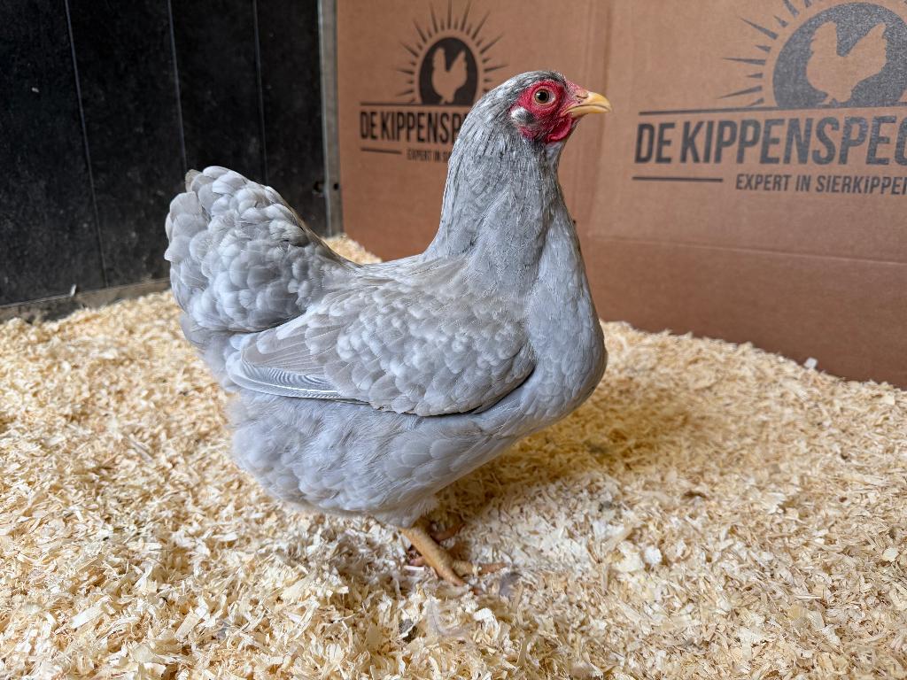 Wyandotte kriel parel grijs wit gepareld gesekst en ingeënt, Dieren en Toebehoren, Pluimvee, Kip, Vrouwelijk