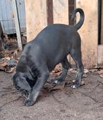 Cane corso pups, Dieren en Toebehoren, België, Fokker | Hobbymatig, CDV (hondenziekte), 8 tot 15 weken