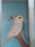 Yellam forpus pop, Dieren en Toebehoren, Geringd