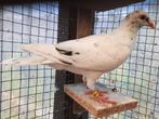 Zwart stipper doffer, Animaux & Accessoires, Oiseaux | Pigeons