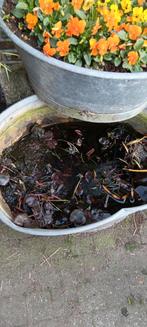 Waterlelie gratis, Tuin en Terras, Planten | Struiken en Hagen, Ophalen