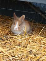 Dwergkonijn, Dieren en Toebehoren, Mannelijk, Dwerg, 0 tot 2 jaar