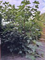 Groot volwassen vijgenboom, Tuin en Terras, Planten | Bomen, Ophalen