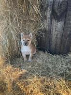 Prachtige shiba🐶🐕‍🦺 inu pupjes hier geboren!!🍼💖, Dieren en Toebehoren, België, Overige rassen, CDV (hondenziekte), 8 tot 15 weken