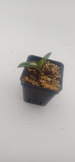 agave titanota banana peel, Groene kamerplant, Ophalen of Verzenden, Vetplant, Minder dan 100 cm