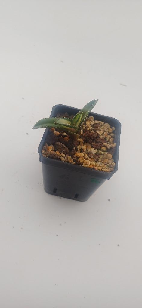 agave titanota banana peel, Huis en Inrichting, Kamerplanten, Vetplant, Minder dan 100 cm, Groene kamerplant, Ophalen of Verzenden