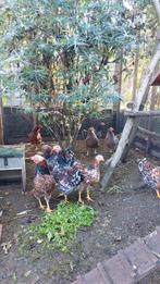 2 wyandotte rood porselein hanen juni 2025, Dieren en Toebehoren, Mannelijk, Kip