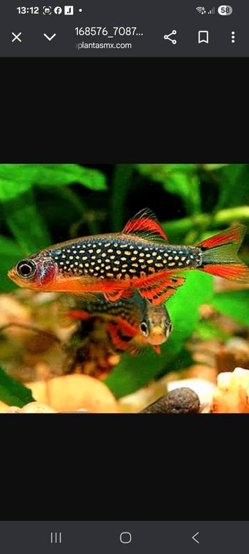 A K T I E !!! Rasbora galaxi en mosballen, beste prijs! beschikbaar voor biedingen