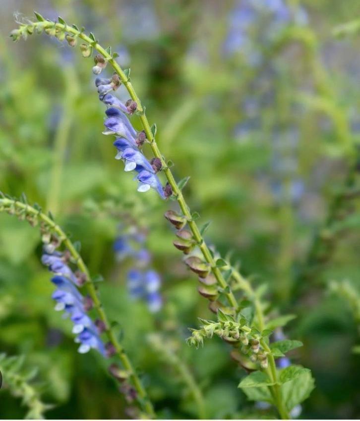 Biologische Glidkruid Zaden, Tuin en Terras, Bloembollen en Zaden, Ophalen of Verzenden