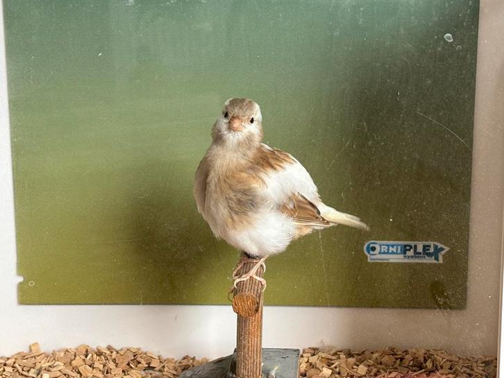 Fife fancy kanaries te koop 20 stuks, Dieren en Toebehoren, Vogels | Kanaries, Postuurkanarie, Geslacht onbekend