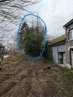 Houten boom zelf om te leggen, 6 m³ ou plus, Enlèvement, Troncs d'arbres