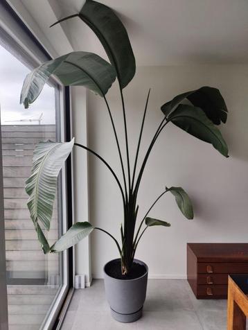 Strelitzia Nicolai kamerplant 2.20m hoog beschikbaar voor biedingen