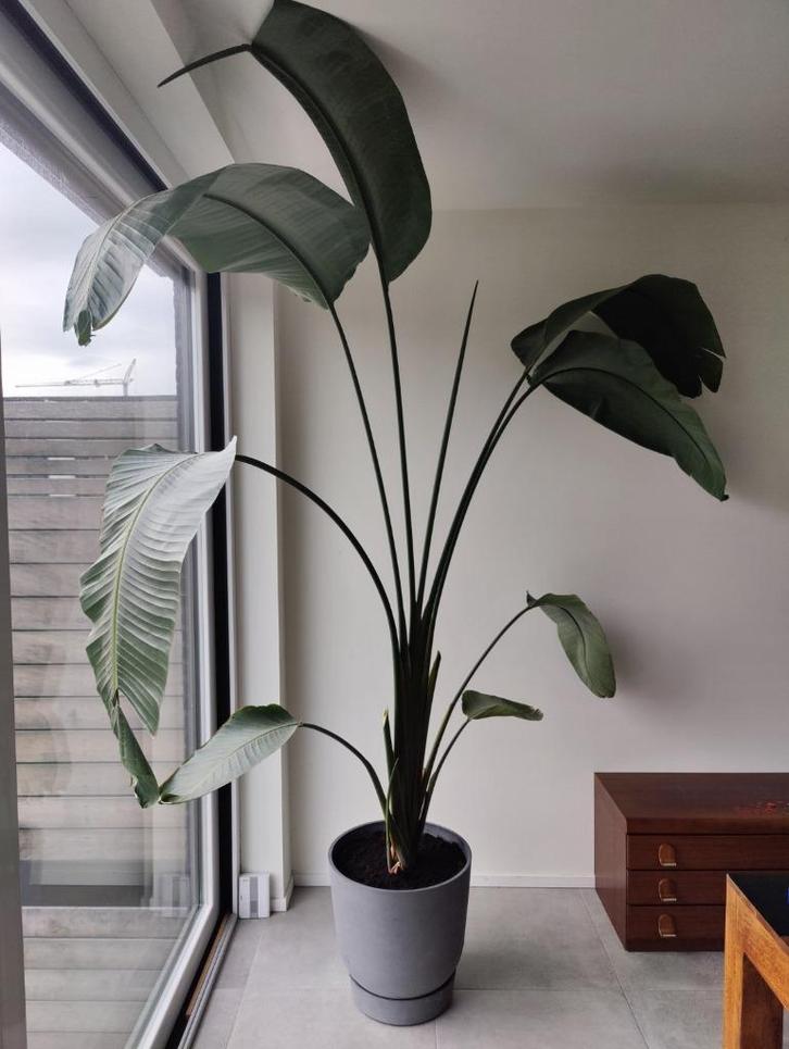 Strelitzia Nicolai kamerplant 2.20m hoog, Tuin en Terras, Planten | Tuinplanten, Vaste plant, Overige soorten, Ophalen